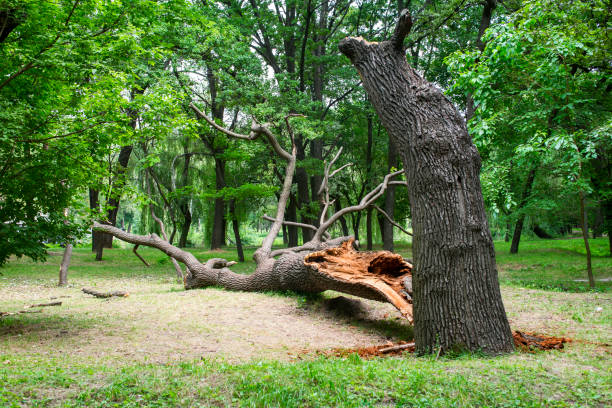 Trusted Lake Telemark, NJ Tree Care Experts
