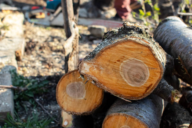 How Our Tree Care Process Works  in  Lake Telemark, NJ