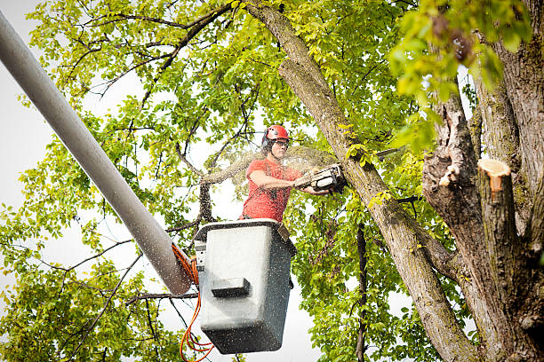 Leaf Removal in Lake Telemark, NJ